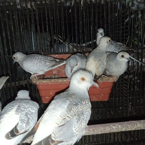 Dove Breeder Pair For sale 5