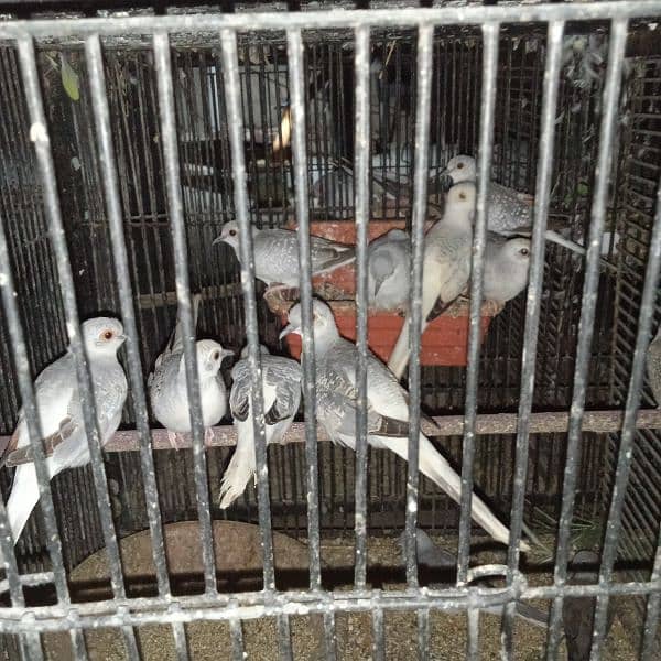 Dove Breeder Pair For sale 6