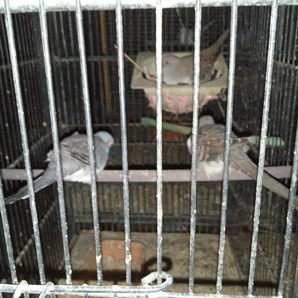 Dove Breeder Pair For sale 7