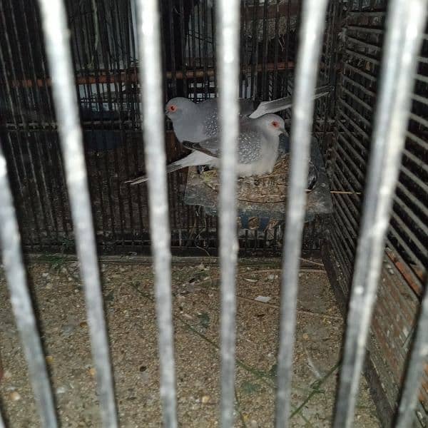 Dove Breeder Pair For sale 9