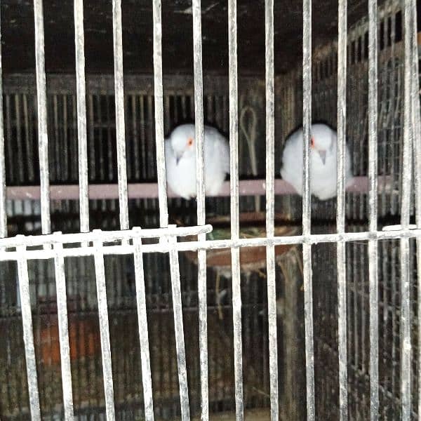 Dove Breeder Pair For sale 10