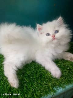 pure Persian kittens
