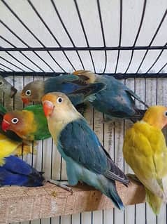 Lovebird for Sale 0