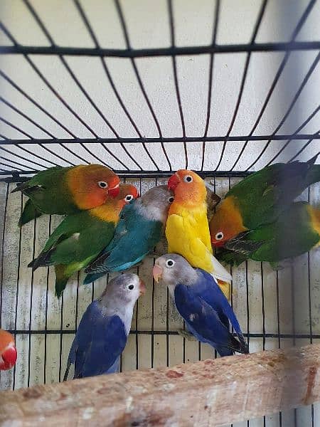 Lovebird for Sale 1