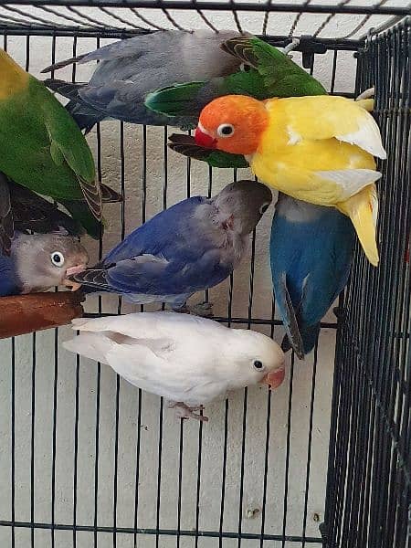 Lovebird for Sale 3