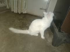 persian Cat 1 year age urgent sale