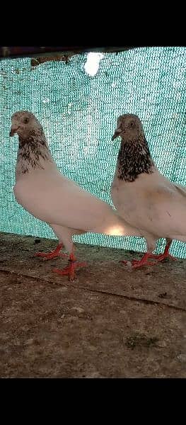 pigeons for sale 4