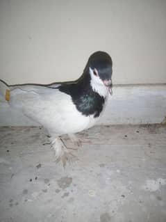 pigeon