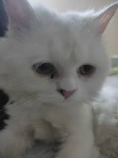 persian male cat for studd / cross FREE
