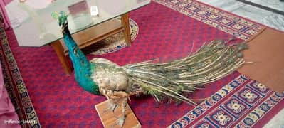 Decoration peacock/stuf peacock
