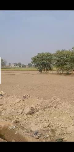 Shisham trees for sale @ farm near Muridke 0