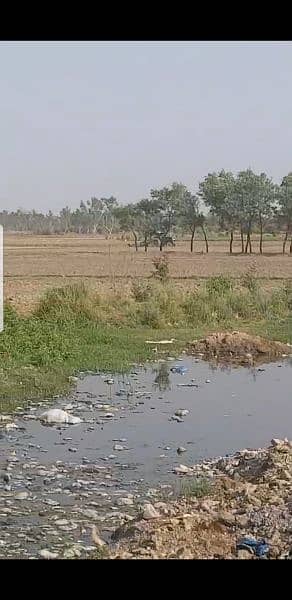 Shisham trees for sale @ farm near Muridke 1