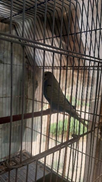 specially lovebird breeder 3