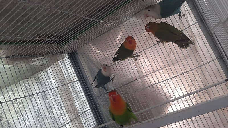 specially lovebird breeder 4