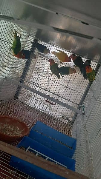 specially lovebird breeder 5