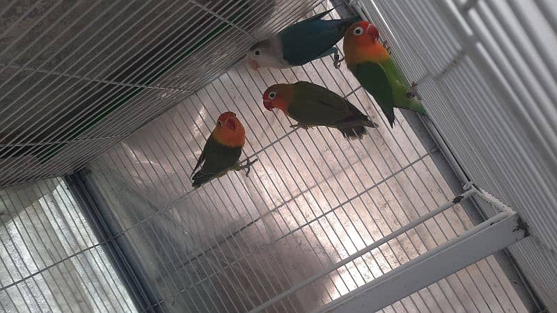 specially lovebird breeder 7