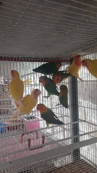 specially lovebird breeder 8