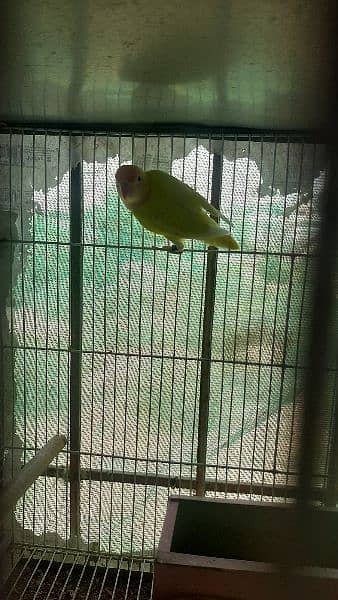 specially lovebird breeder 10