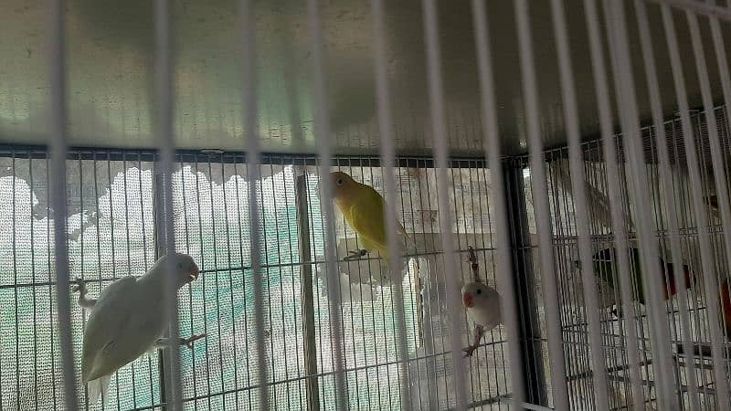 specially lovebird breeder 12