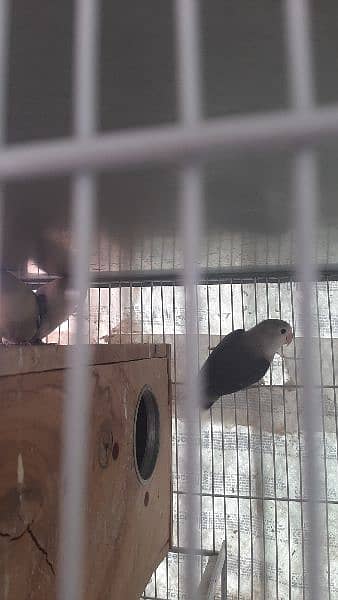 specially lovebird breeder 14