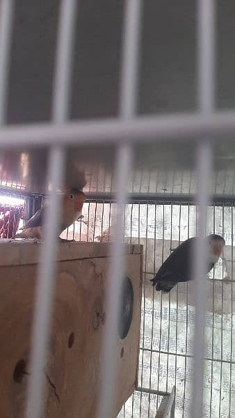 specially lovebird breeder 17