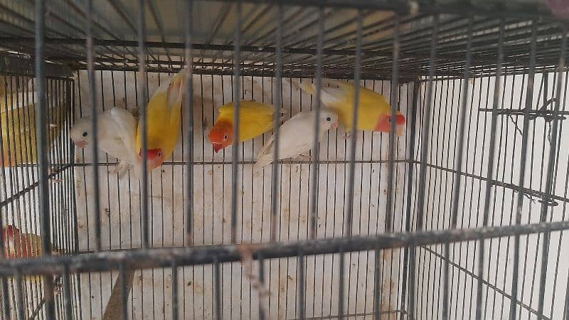 specially lovebird breeder 18