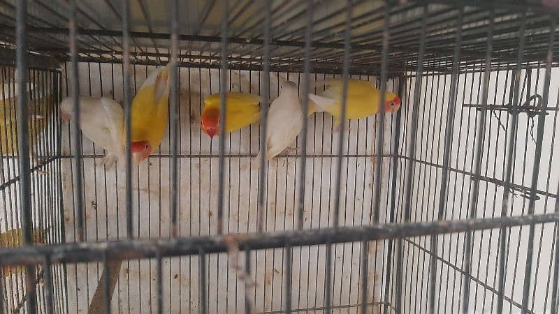 specially lovebird breeder 19