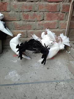 Black Tail Pigeons