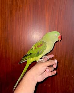 Raw parrot female talking and tamed