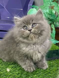 PERSIAN KITTEN FOR SALE Only Contact WHATUP 03286355415