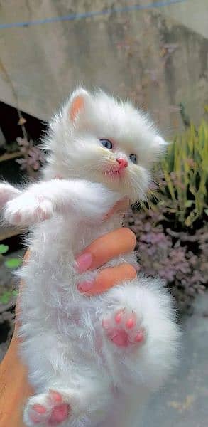 Top class quality tetra coated persian kittens 1