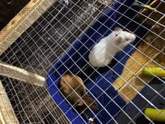 Guinea Hamster pair for sale