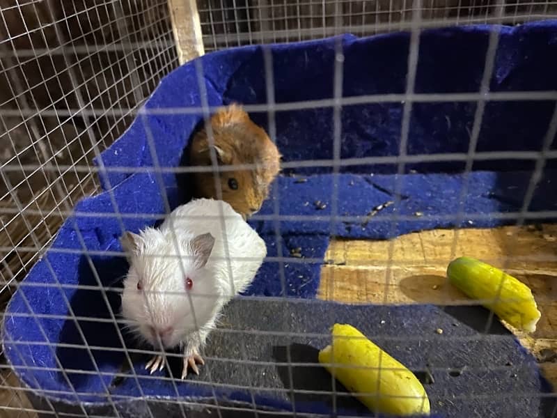 Guinea Hamster pair for sale 1