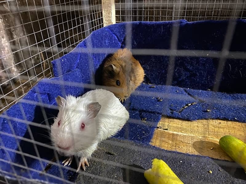 Guinea Hamster pair for sale 2