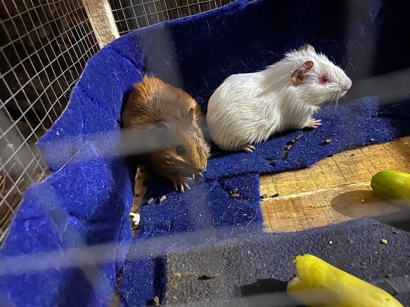 Guinea Hamster pair for sale 3