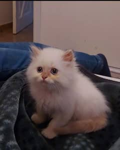 Himalayan Unique colour Blue Eyes kitten