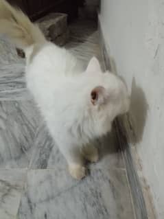 full Persian cat available for sale litter tran