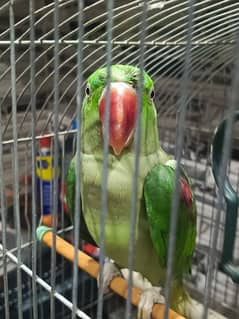 Pahari kashmiri parrot 6 month patta Male