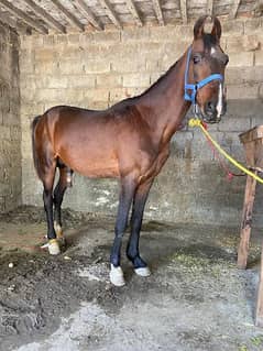Marwari horse for sell 0