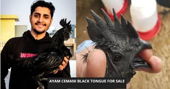 Ayam