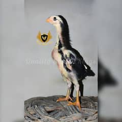 Jet Black O Shamo Extreme Quality 3 Feet Chicks 2 Month old Best