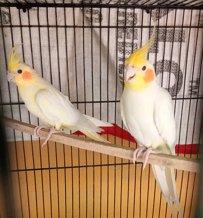 Coctail breeder Pair forsale 0