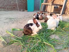 Rabbits for sale 0