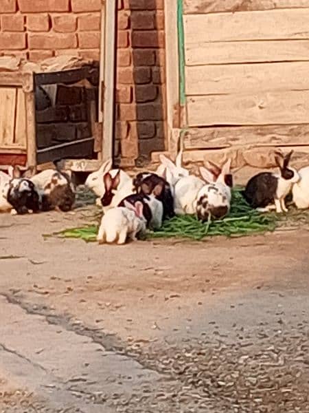 Rabbits for sale 2