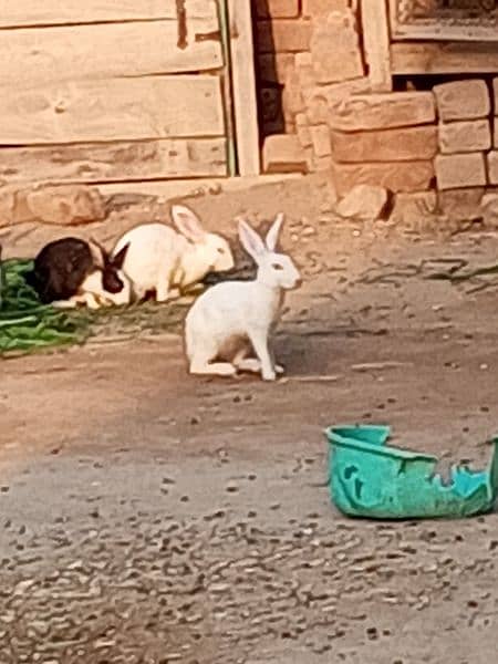 Rabbits for sale 3