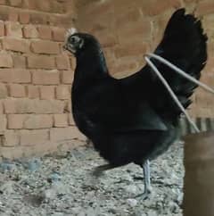 Ayam cemani