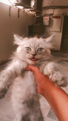 cute, playful , active and happy persian kittens for sale