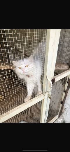 cat for sale white color