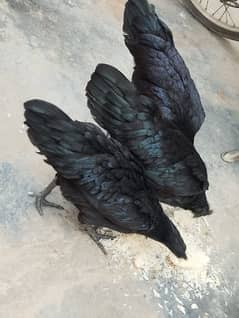 ayam cemani hens