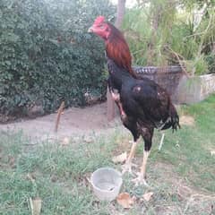 Want to sale great Aseel Murgh in good health and body